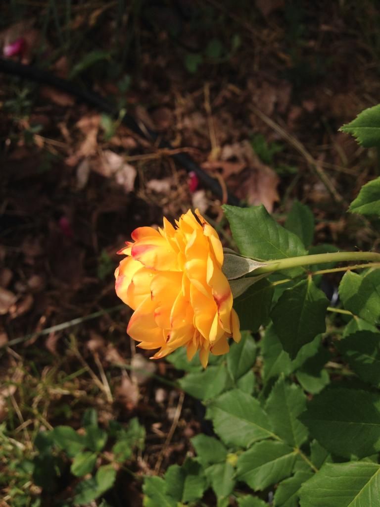 photo F709C1F6-32EC-48BE-AB64-856681DACB34_zps8qkq9yyb.jpg